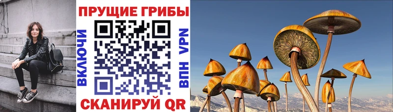Галлюциногенные грибы Psilocybe  Минусинск 